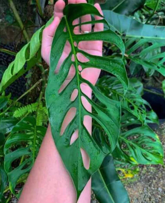 Monstera Napo - Tissue Culture Growers Choice