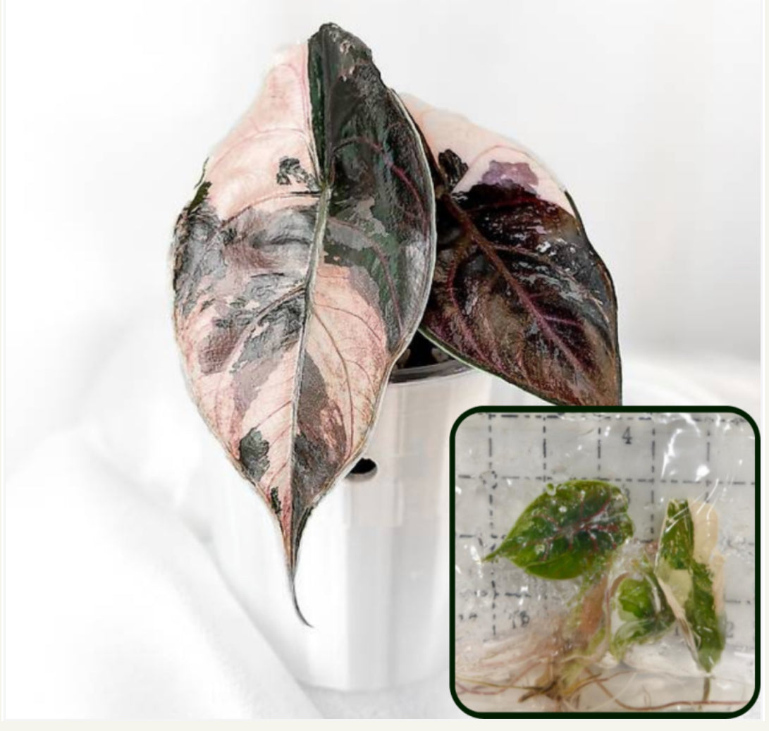Azlanii Albo tissue culture growers choice