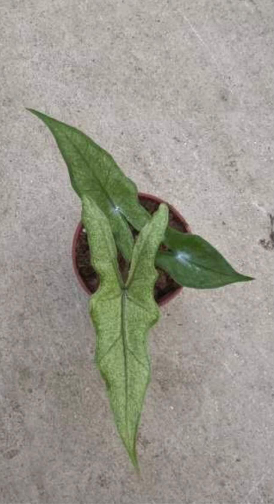 Alocasia Sabrina Stardust - Tissue Culture Growers Choice