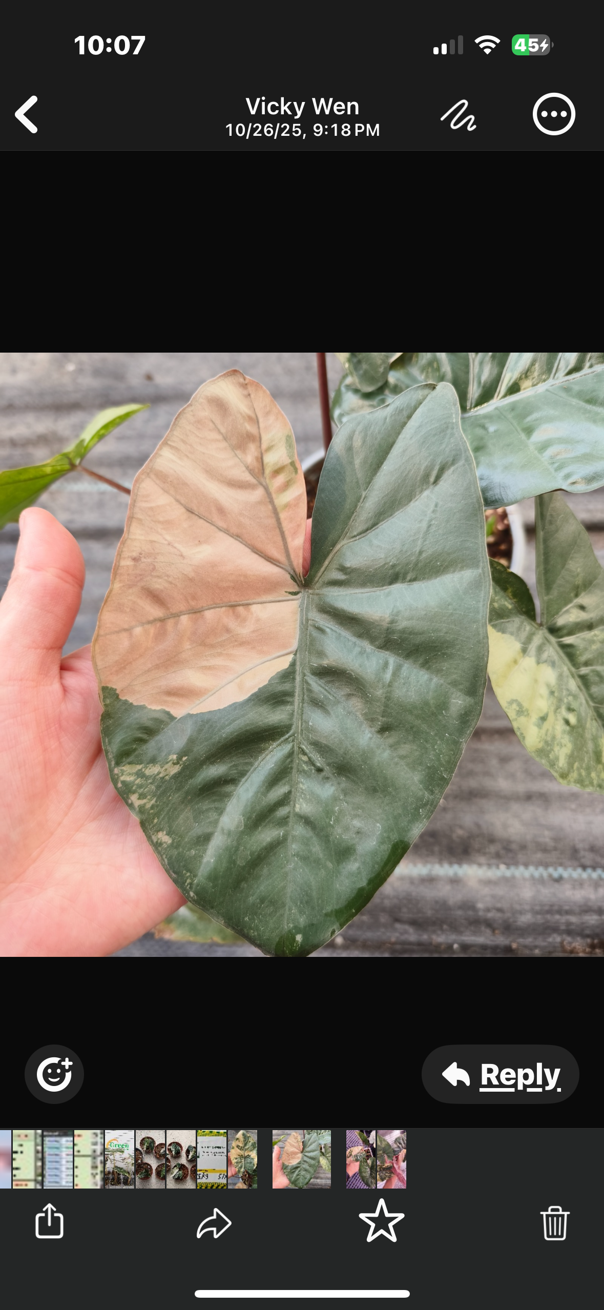 Yucatan Princess Variegated tissue culture