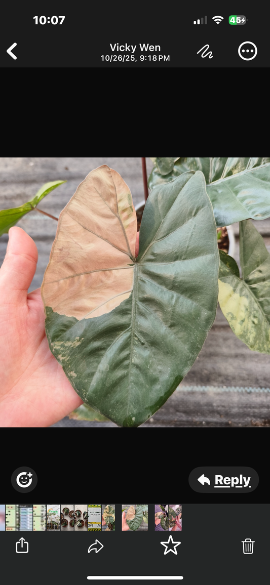 Yucatan Princess Variegated tissue culture