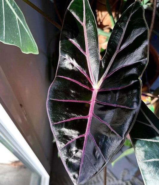 Black Satun Pink Bone Longiloba tc