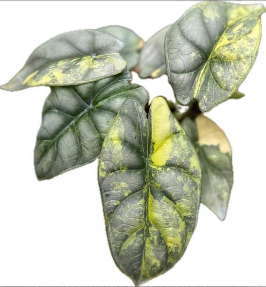 Silver Dragon Aurea - Tissue Culture Growers Choice