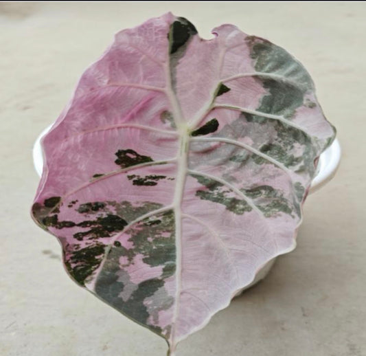 Pink Watsoniana Pride Doff Tissue  Culture Growers Choice