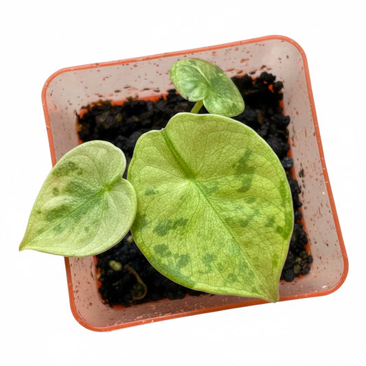 Silver Nebula Mint Var TC Growers Choice