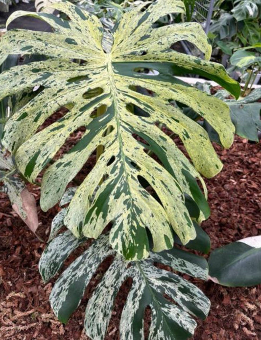 Monstera Bulbasaur - Tissue Culture Growers Choice