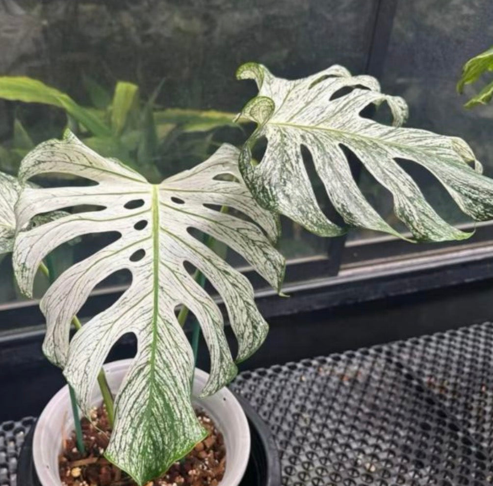 Devil Monster Monstera Tissue Culture Growers Choice