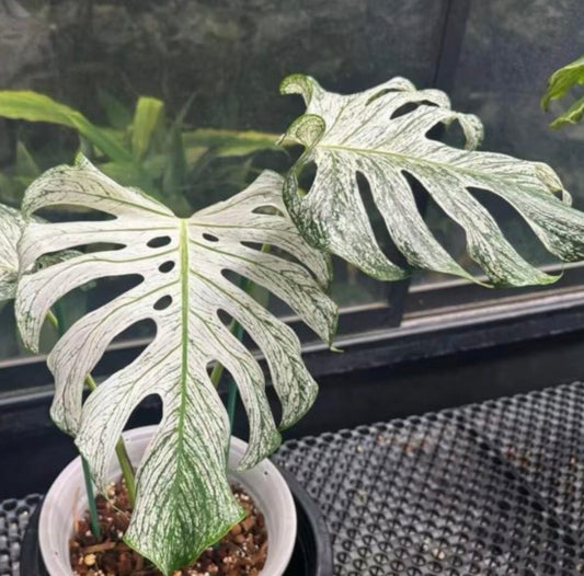 Devil Monster Monstera Tissue Culture Growers Choice