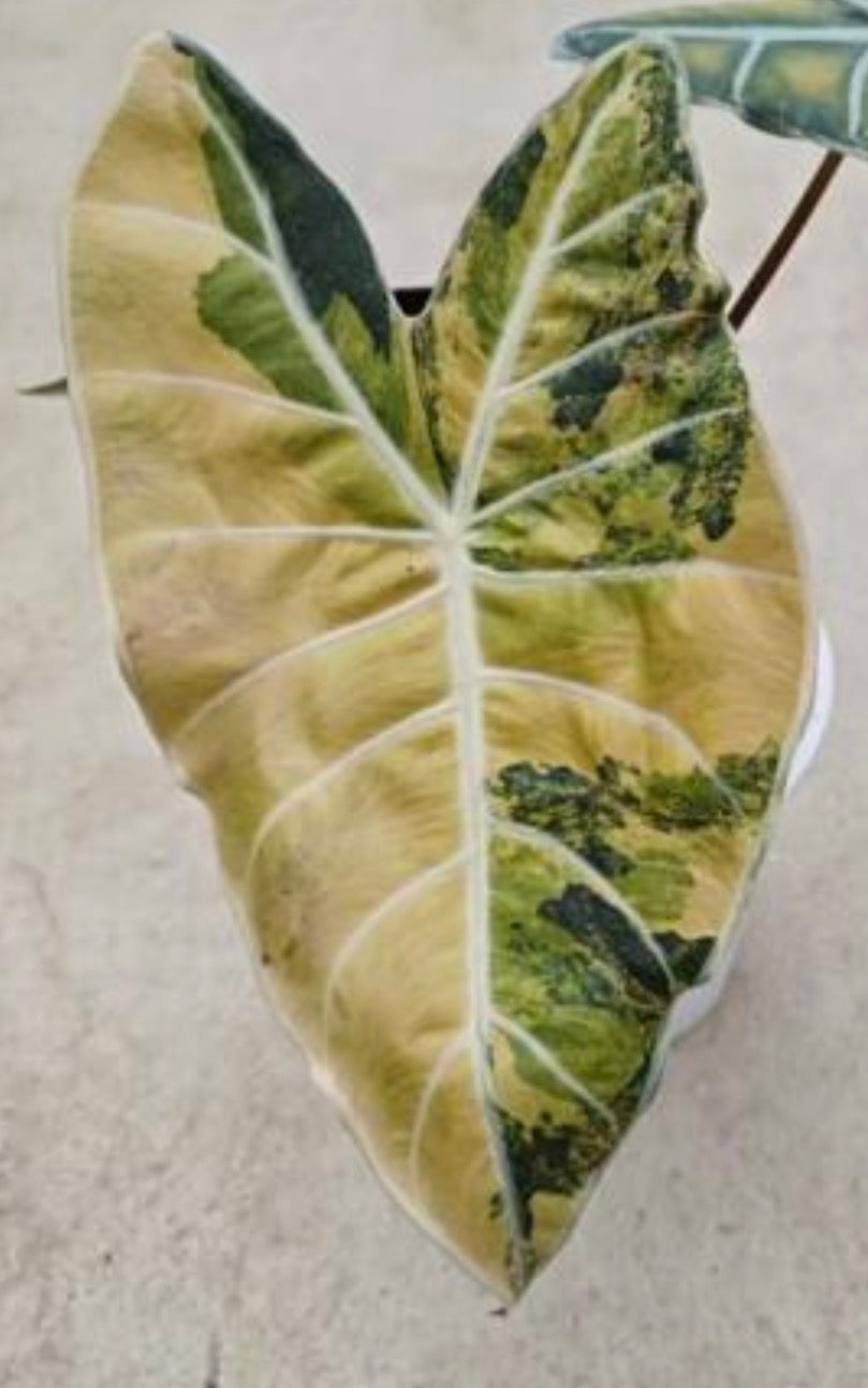 RARE Longiloba GRANDIS Aurea - Tissue  Culture Growers Choice