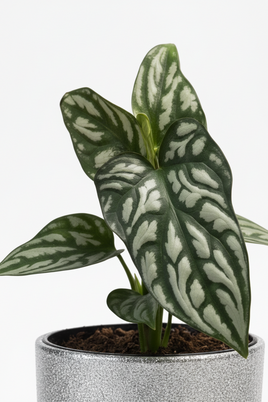 Cercestis Mirabilis tissue culture growers choice