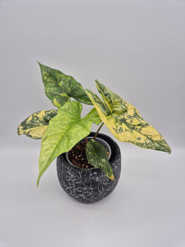 Simpo Aurea - Tissue Culture Growers Choice