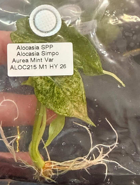 BRAND NEW CULTIVAR Simpo Aurea Mint tissue culture growers choice