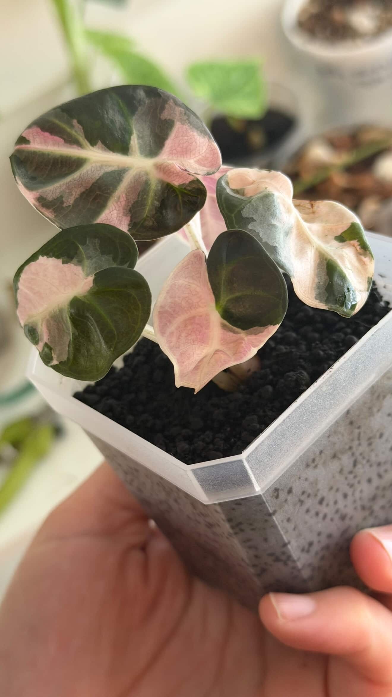 Pink Balloon Heart - Tissue Culture Growers Choice
