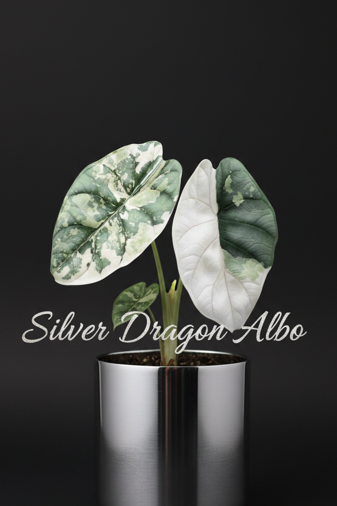 SALE Silver Dragon Albo tissue culture