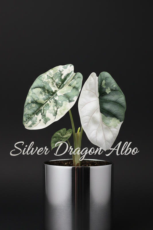 SALE Silver Dragon Albo tissue culture