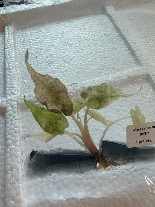 Purple Venom Tissue Culture Growers Choice