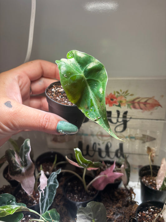 Alocasia venom tissue culture invitro