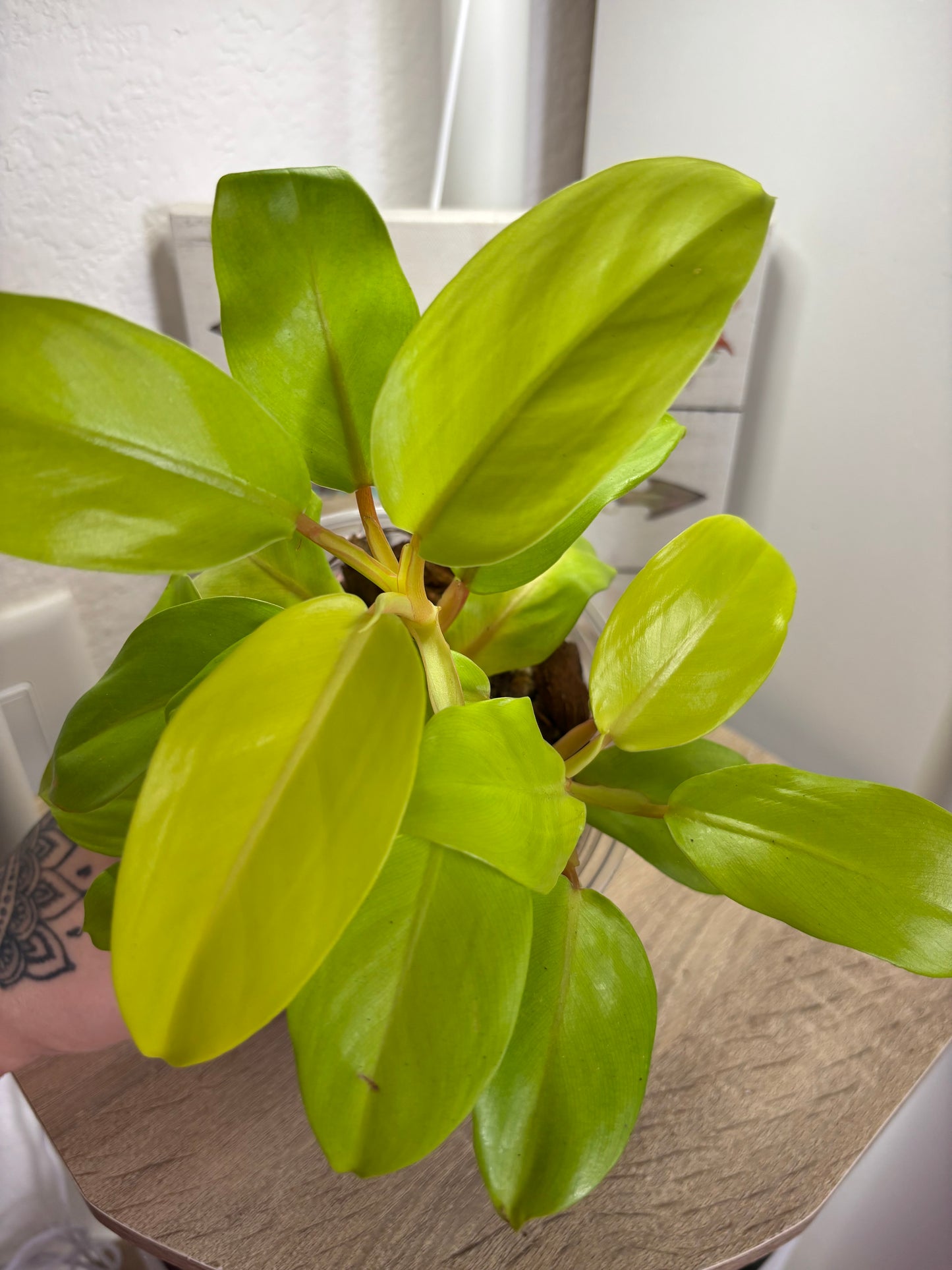 Golden goddess philodendron
