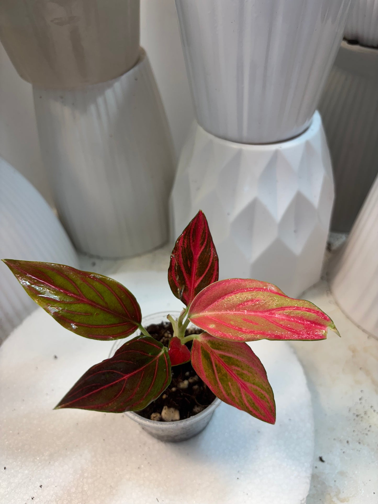 Red vein Aglaonema
