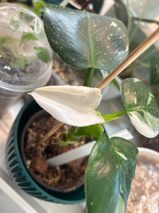 Philodendron punctata